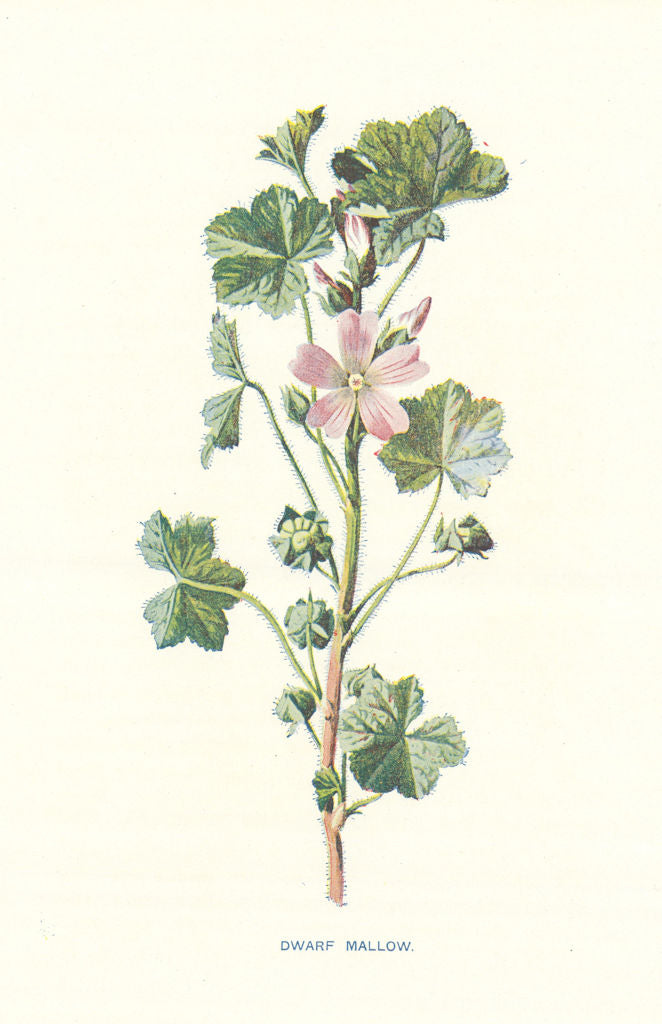 Dwarf Mallow. Wild Flowers by Frederick Edward Hulme c1895 old antique print